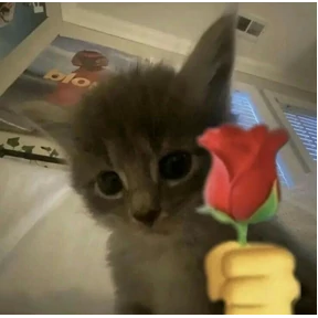котики-маркотики — стикер для MAX