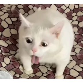 котики-маркотики — стикер для MAX