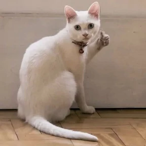 котики-маркотики — стикер для MAX