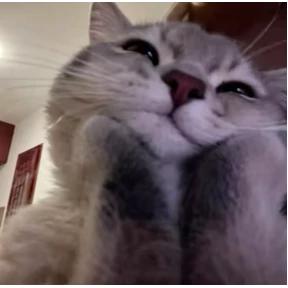 котики-маркотики — стикер для MAX