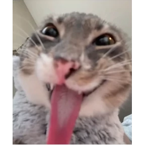 котики-маркотики — стикер для MAX