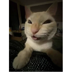 котики-маркотики — стикер для MAX