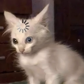 котики-маркотики — стикер для MAX