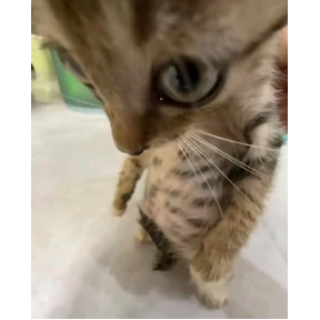 котики-маркотики — стикер для MAX