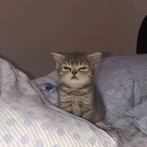 котики-маркотики — стикер для MAX