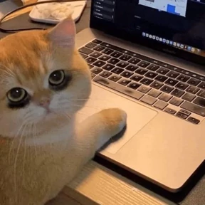 котики-маркотики — стикер для MAX