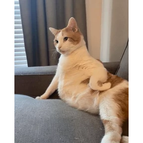 котики-маркотики — стикер для MAX