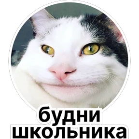Стикербум_кошки — стикер для MAX