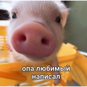 Мы — стикер для MAX