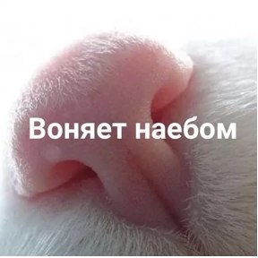Мы — стикер для MAX