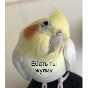 Мы — стикер для MAX