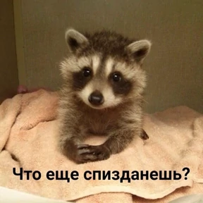 Мы — стикер для MAX
