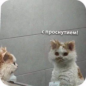 Мем — стикер для MAX