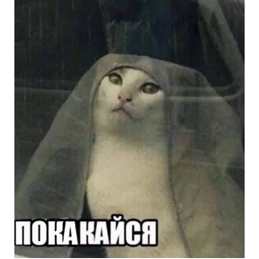 Мем — стикер для MAX