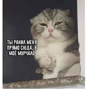 Мем — стикер для MAX