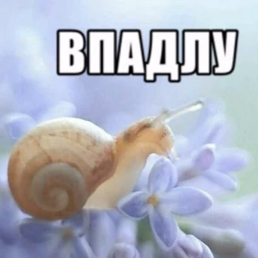 rrollfr — стикер для MAX
