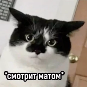 rrollfr — стикер для MAX
