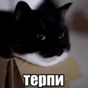 rrollfr — стикер для MAX