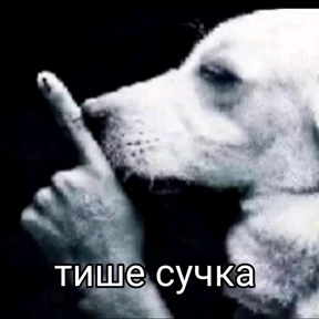 сосите — стикер для MAX