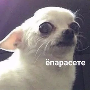Животные — стикер для MAX