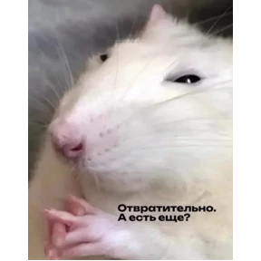 Крыса в крысу — стикер для MAX