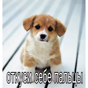 Кошаки — стикер для MAX