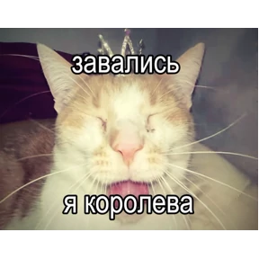 Кошаки — стикер для MAX