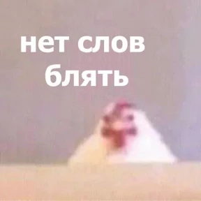 meme — стикер для MAX