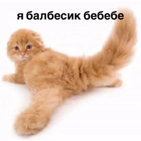 meme — стикер для MAX