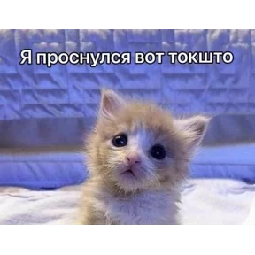 meme — стикер для MAX