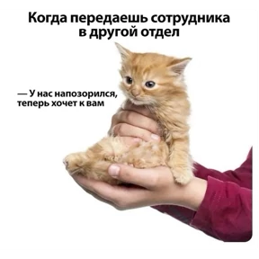 Работаработа перейди на Федота — стикер для MAX