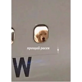 mood — стикер для MAX