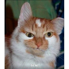 Люлик 2 — стикер для MAX