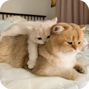 Ну, Привет — стикер для MAX