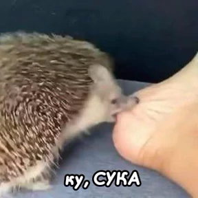 Люлик 2 — стикер для MAX