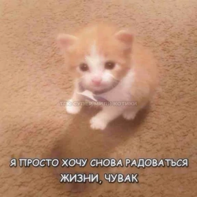 Люлик 2 — стикер для MAX