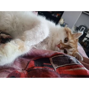Мила и Ко — стикер для MAX