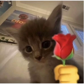 Котики — стикер для MAX