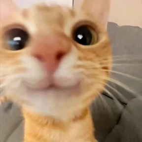 Котики — стикер для MAX