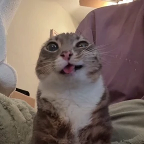 Котики — стикер для MAX