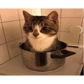 Котики — стикер для MAX