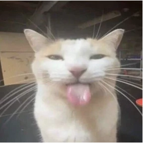 Котики — стикер для MAX