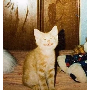 Котики — стикер для MAX