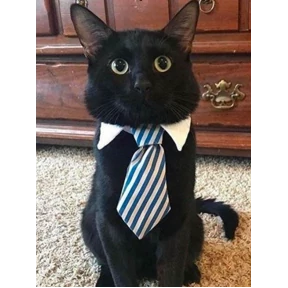 Котики — стикер для MAX