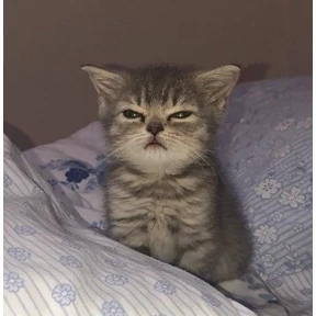 Котики — стикер для MAX
