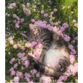 Котики — стикер для MAX