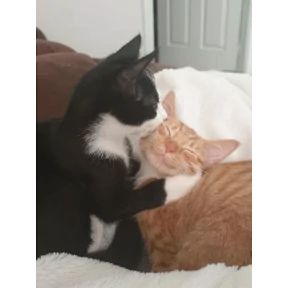Котики — стикер для MAX