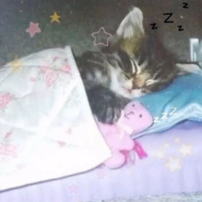 Котики — стикер для MAX