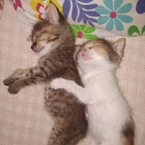 Котики — стикер для MAX