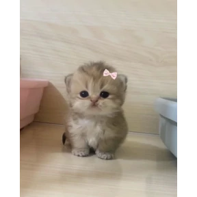 Котики — стикер для MAX
